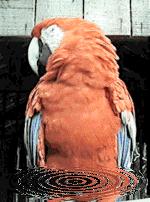 Bird sends greeting with sound